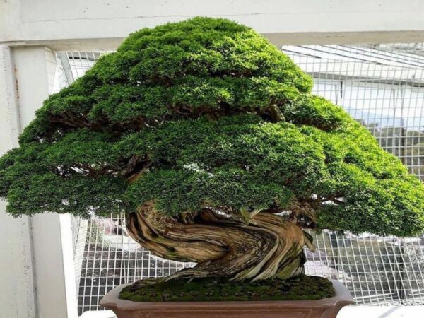 বনসাই মিডিয়া Bonsai Media